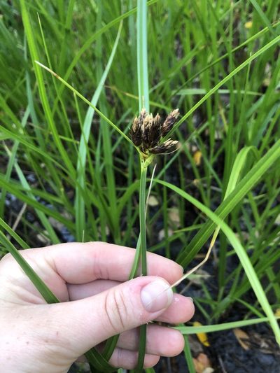 Bolboschoenus medianus, photographed by phoebeandrews