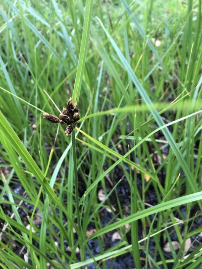 Bolboschoenus medianus, photographed by phoebeandrews