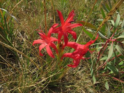 Watsonia gladioloides, photographed by James Deacon