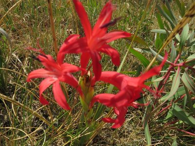 Watsonia gladioloides, photographed by James Deacon