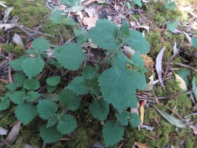 Plectranthus grallatus, photographed by James Deacon