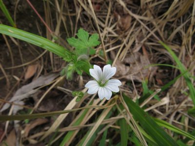 Geranium wakkerstroomianum, photographed by James Deacon