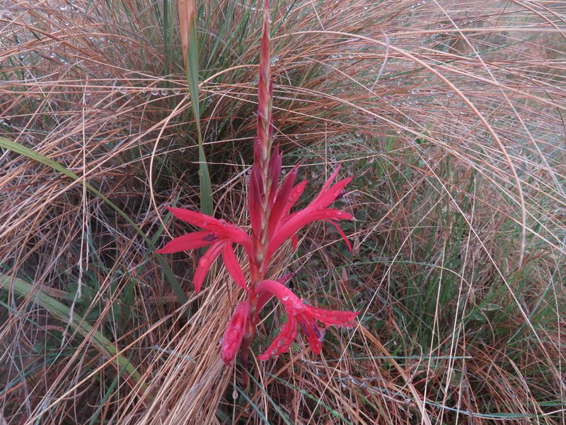 Watsonia gladioloides, photographed by James Deacon
