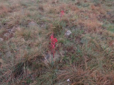 Watsonia gladioloides, photographed by James Deacon