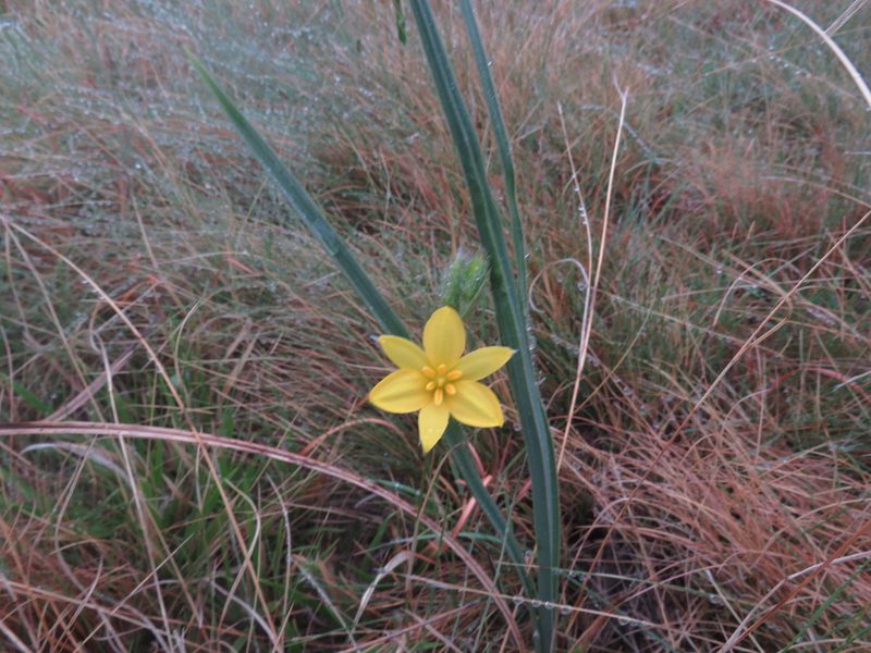 Hypoxis argentea, photographed by James Deacon
