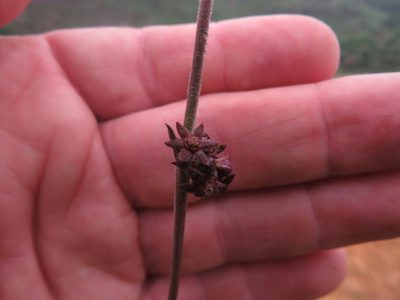 Aspidoglossum carinatum, photographed by James Deacon