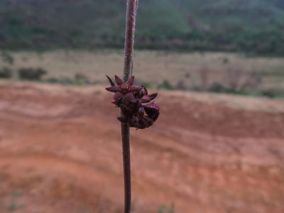 Aspidoglossum carinatum, photographed by James Deacon