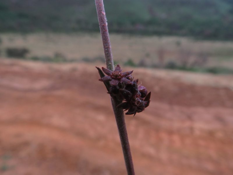 Aspidoglossum carinatum, photographed by James Deacon