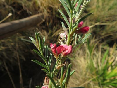 Indigofera hilaris, photographed by James Deacon