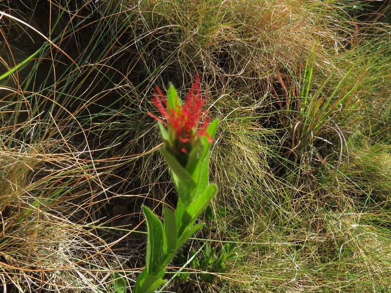 Acalypha punctata, photographed by James Deacon