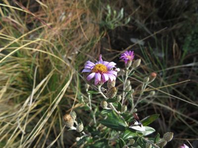 Athrixia phylicoides, photographed by James Deacon