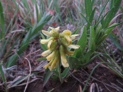 Eriosema kraussianum, photographed by James Deacon