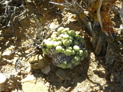 Conophytum minutum, photographed by Jacklyn Farmer