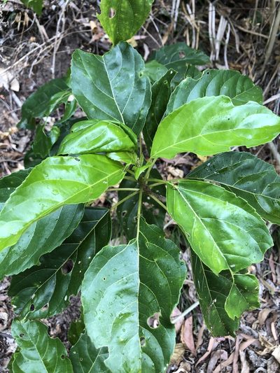 Claoxylon tenerifolium, photographed by elawrey