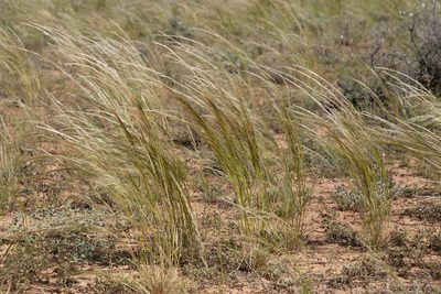Austrostipa nitida, photographed by Kym Nicolson