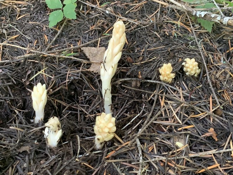 Pleuricospora fimbriolata, photographed by Michele Wiseman