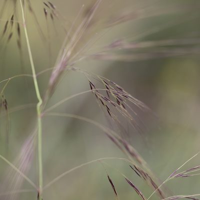 Austrostipa acrociliata, photographed by Kym Nicolson
