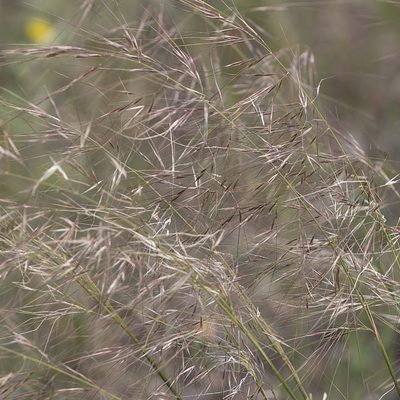 Austrostipa eremophila, photographed by Kym Nicolson