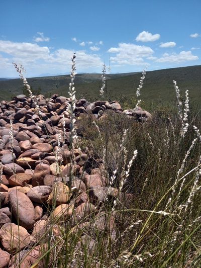 Melica racemosa, photographed by kevin koen