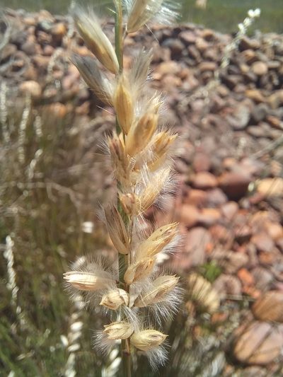 Melica racemosa, photographed by kevin koen