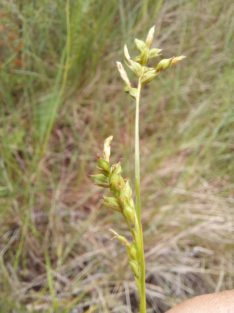 Carex spartea, photographed by kevin koen