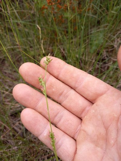 Carex spartea, photographed by kevin koen