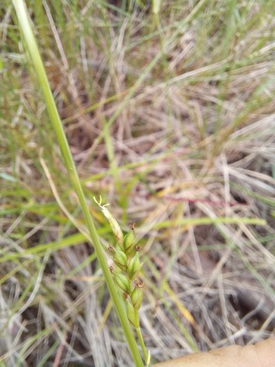 Carex spartea, photographed by kevin koen