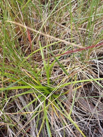 Carex spartea, photographed by kevin koen