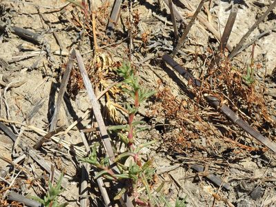 Salsola soda, photographed by Duarte Frade