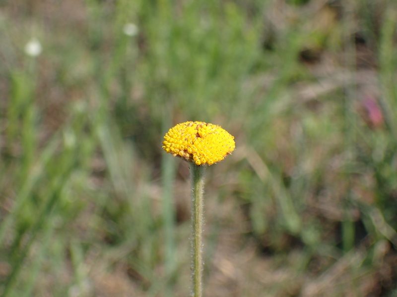 Schistostephium griseum, photographed by Mahomed Desai