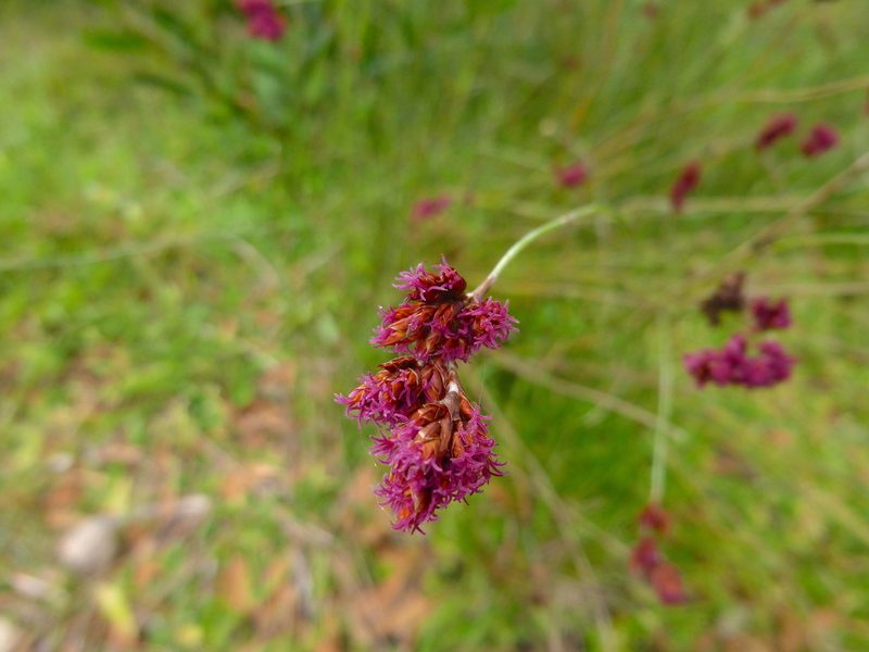 Apodasmia brownii, photographed by Kiri Bee
