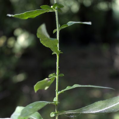 Symphyotrichum ontarionis, photographed by aarongunnar