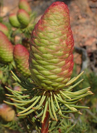Leucadendron nobile, photographed by Nicola van Berkel