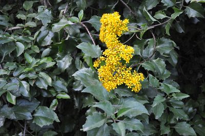 Senecio brachypodus, photographed by Mmatjie Mashao