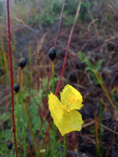 Xyris operculata, photographed by Nina Kerr