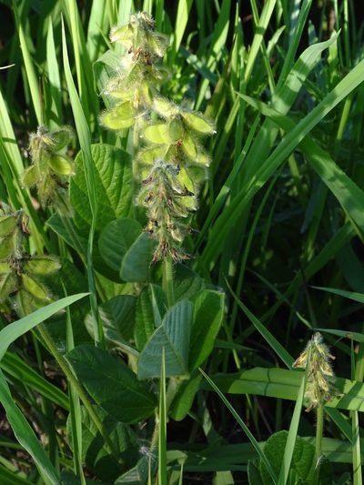 Eriosema preptum, photographed by Shaun Swanepoel
