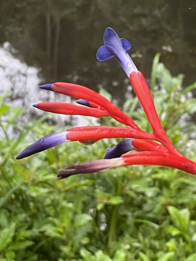 Quesnelia liboniana, photographed by Jean-Paul Boerekamps