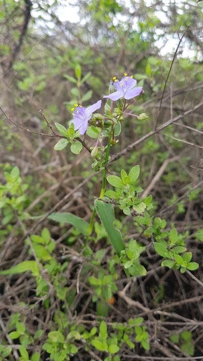 Gibasis consobrina, photographed by Martín Sánchez Vilchis