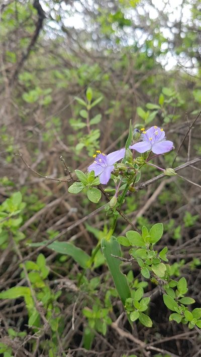 Gibasis consobrina, photographed by Martín Sánchez Vilchis