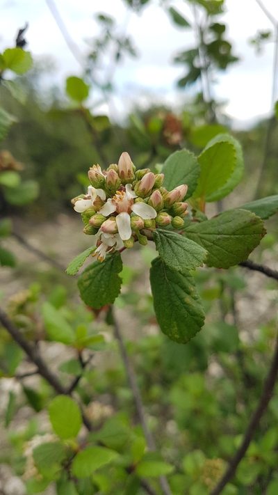 Pterostemon rotundifolius, photographed by Martín Sánchez Vilchis