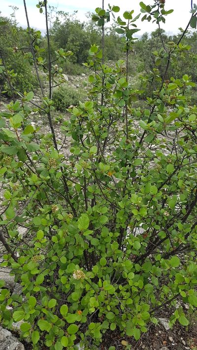 Pterostemon rotundifolius, photographed by Martín Sánchez Vilchis