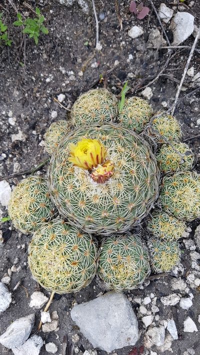 Coryphantha retusa, photographed by Martín Sánchez Vilchis