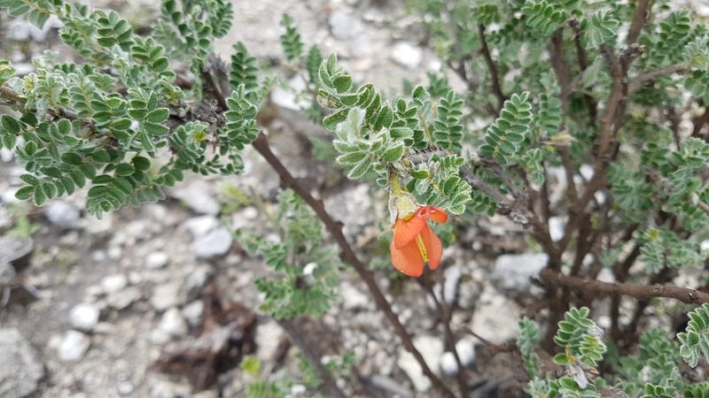 Brongniartia oligosperma, photographed by Martín Sánchez Vilchis