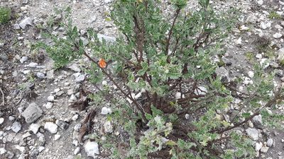 Brongniartia oligosperma, photographed by Martín Sánchez Vilchis