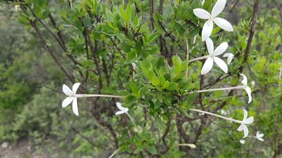 Bouvardia longiflora, photographed by Martín Sánchez Vilchis