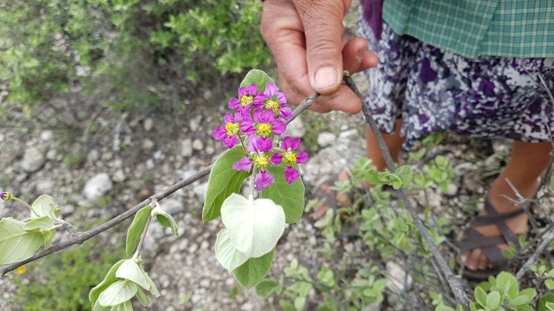 Calcicola parvifolia, photographed by Martín Sánchez Vilchis