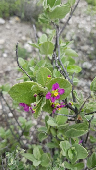 Calcicola parvifolia, photographed by Martín Sánchez Vilchis