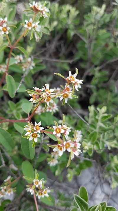 Euphorbia tricolor, photographed by Martín Sánchez Vilchis