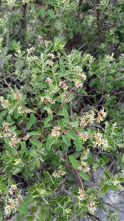 Euphorbia tricolor, photographed by Martín Sánchez Vilchis