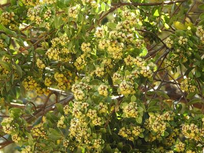 Baccharis lancifolia, photographed by Neptalí Ramírez Marcial